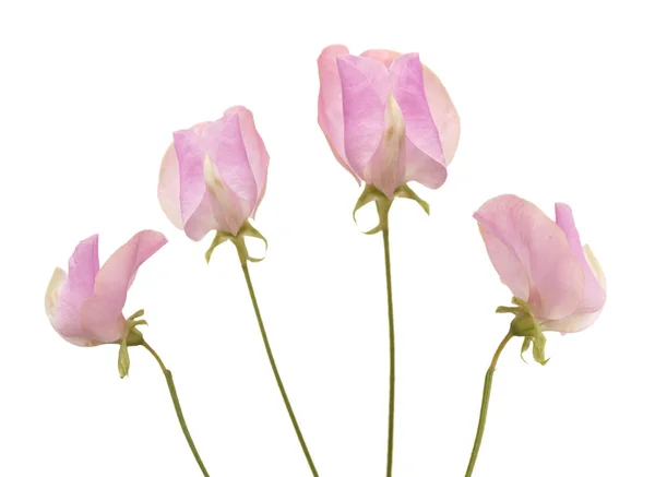 Groszek kwiat — Zdjęcie stockowe