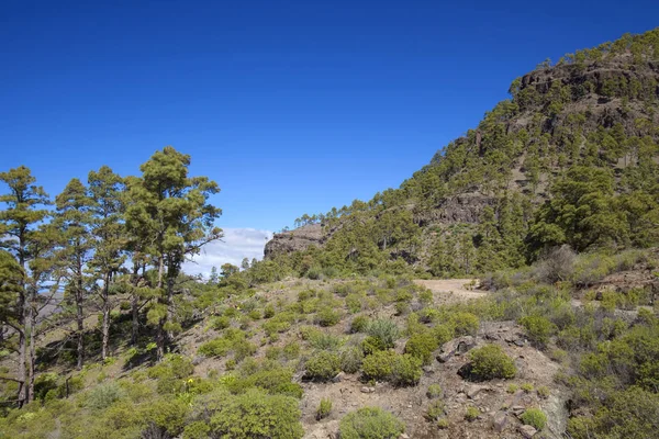 Şubat ayında West Gran Canaria