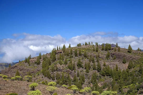 Gran Canaria occidentale a febbraio — Foto Stock