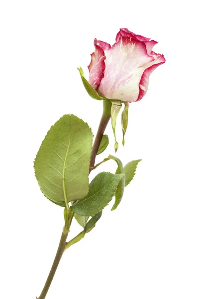 Strakaté zelené a fialové růže — Stock fotografie