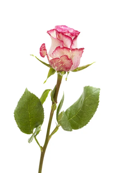 Mottled green and magenta rose — Stock Photo, Image