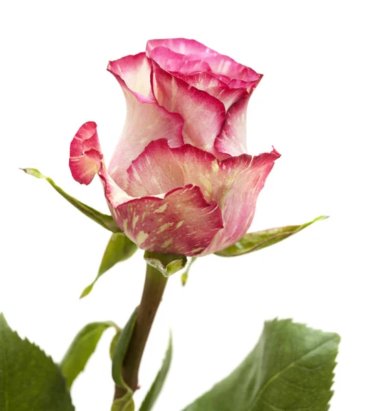 Mottled green and magenta rose — Stock Photo, Image