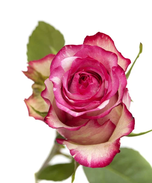 Mottle green and magenta rose — Stock Photo, Image