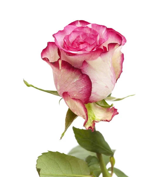 Mottled green and magenta rose — Stock Photo, Image