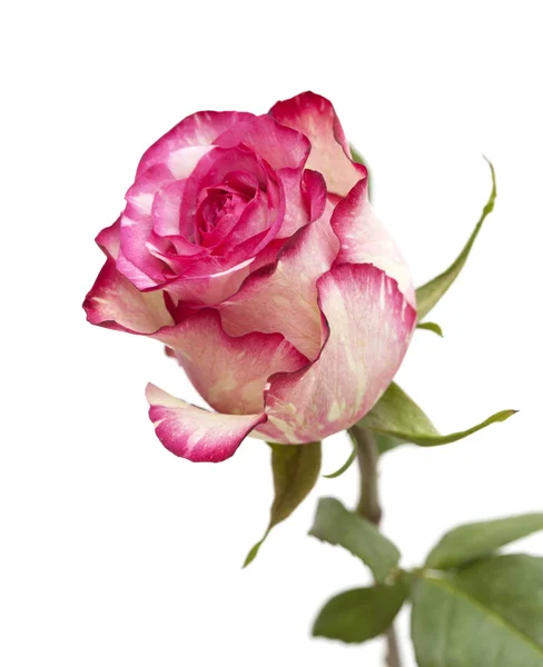 Mottled green and magenta rose — Stock Photo, Image