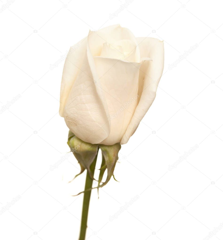 very pale rose