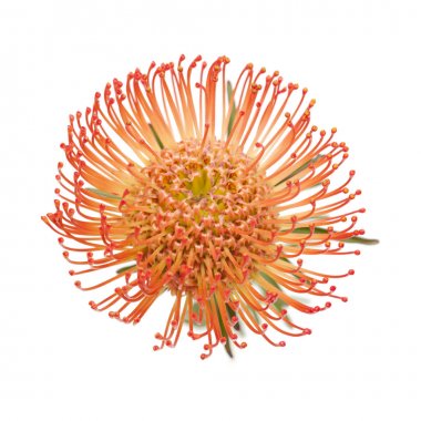 red protea isolated clipart