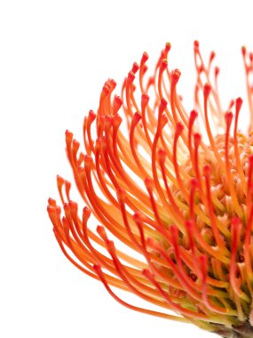 Kırmızı protea izole