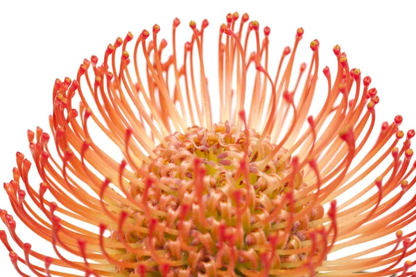 Red protea isolated — Stock Photo, Image