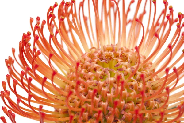 Protea rossa isolata — Foto Stock