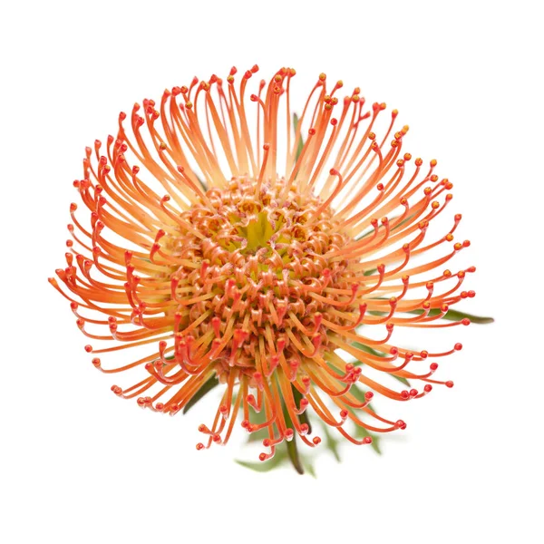 Protea czerwony na białym tle — Zdjęcie stockowe
