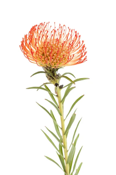 Protea rossa isolata — Foto Stock