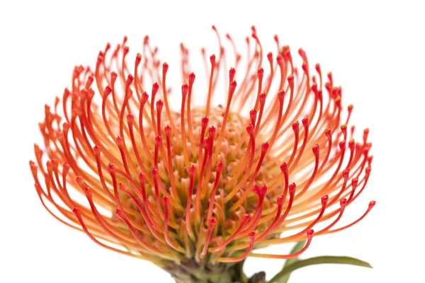 Protea rossa isolata — Foto Stock