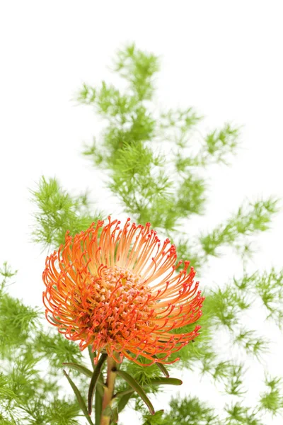 Protea rossa isolata — Foto Stock