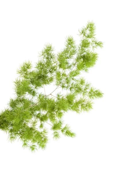 白アスパラガスの枝 — ストック写真