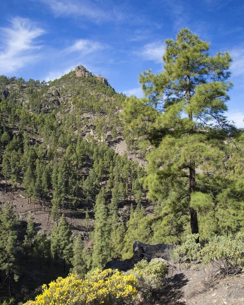 Střední Gran Canaria, přírodní rezervace Inagua — Stock fotografie