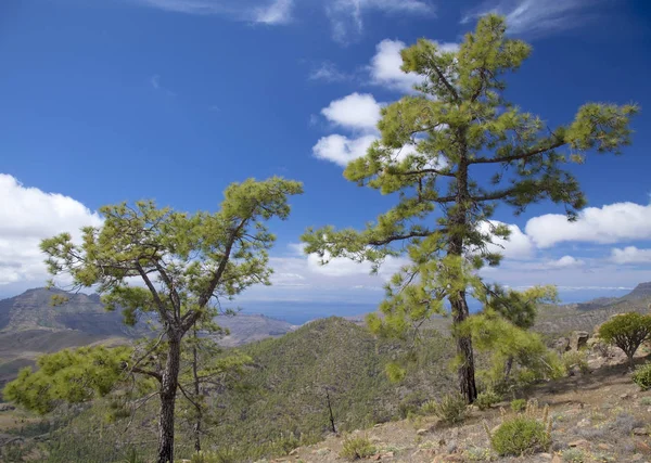 Gran Canaria Central, Reserva Natural Inagua — Fotografia de Stock