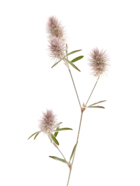 Флора Гран-Канария - Trifolium arvense — стоковое фото