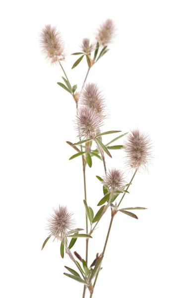 Flora de Gran Canaria - Trifolium arvense — Fotografia de Stock