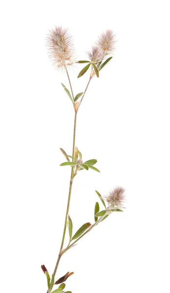 Flora de Gran Canaria - Trifolium arvense — Fotografia de Stock