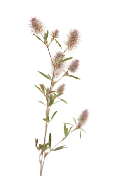 Flora von gran canaria - trifolium arvense — Stockfoto