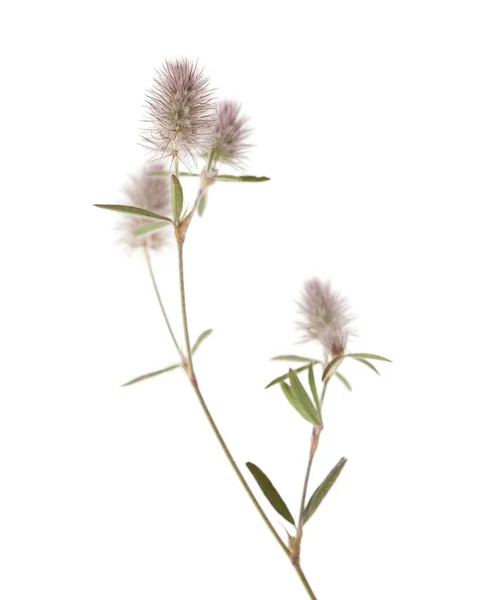 Flora de Gran Canaria - Trifolium arvense — Fotografia de Stock