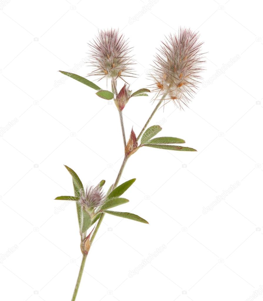 flora of Gran Canaria - Trifolium arvense