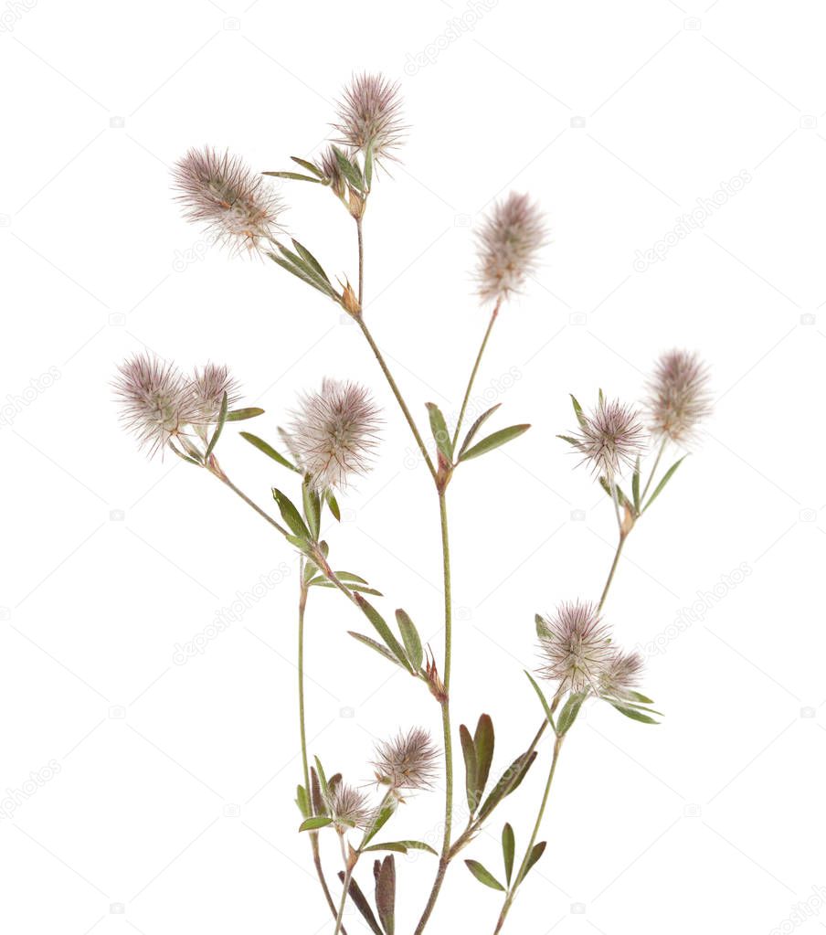 flora of Gran Canaria - Trifolium arvense