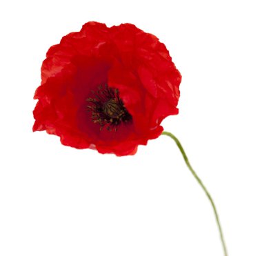 parlak kırmızı gelincik beyaz izole 