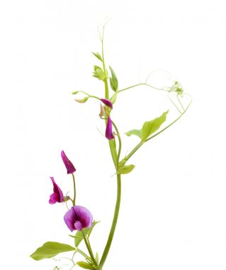 Lathyrus tingitanus, Tangier bezelye