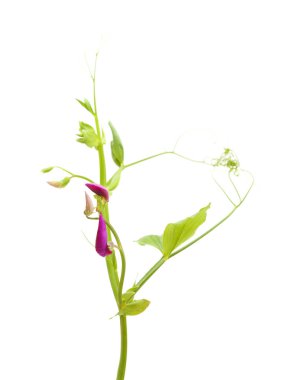 Lathyrus tingitanus, Tangier bezelye