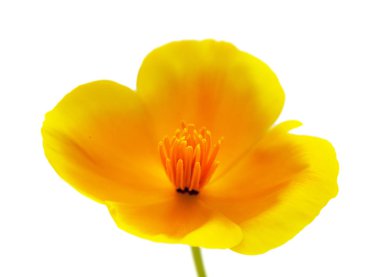 Eschscholzia californica, California haşhaş