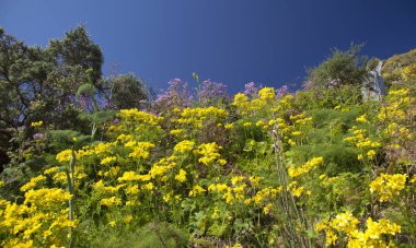 Nisan ayında Merkezi Gran Canaria