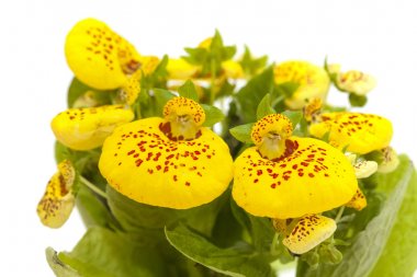 beyaz izole sarı Calceolaria