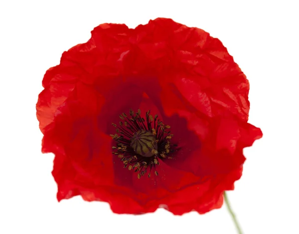 Bright red poppy isolated on white — Stock Photo, Image