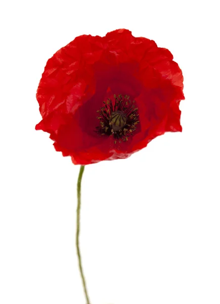 Bright red poppy isolated on white — Stock Photo, Image