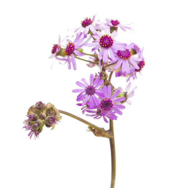 Flora of Gran Canaria - Pericallis webbii — Stock Photo, Image