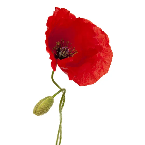 Bright red poppy isolated on white — Stock Photo, Image