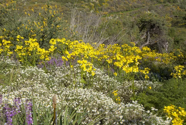 Centraal Gran Canaria in April — Stockfoto