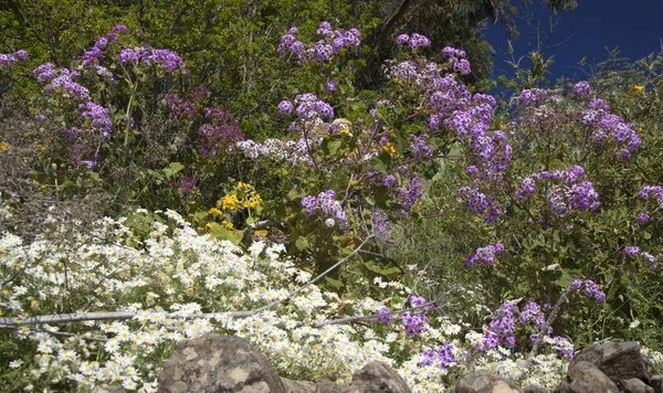 Centraal Gran Canaria in April — Stockfoto