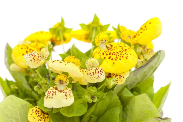 Giallo Calceolaria isolato su bianco — Foto Stock