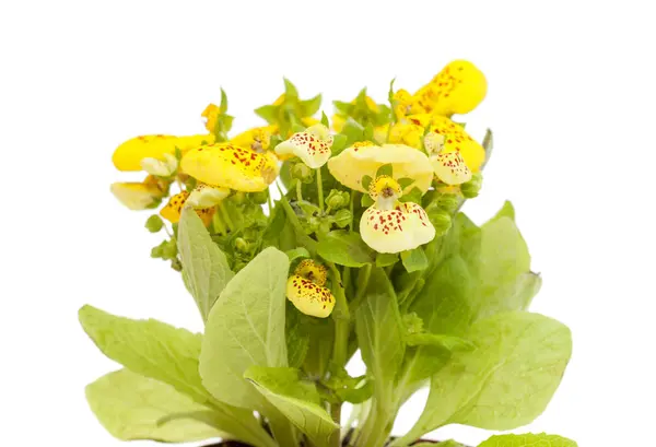 Yellow Calceolaria isolated on white — Stock Photo, Image