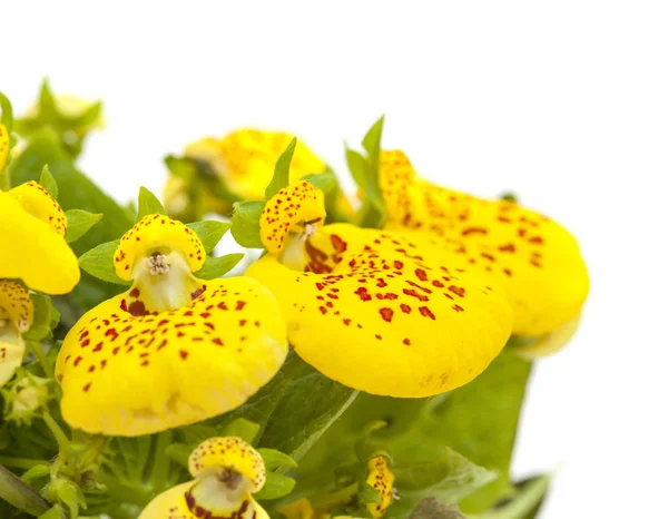 Calceolaria jaune isolé sur blanc — Photo