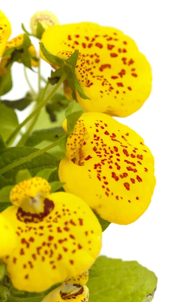 Yellow Calceolaria isolated on white — Stock Photo, Image