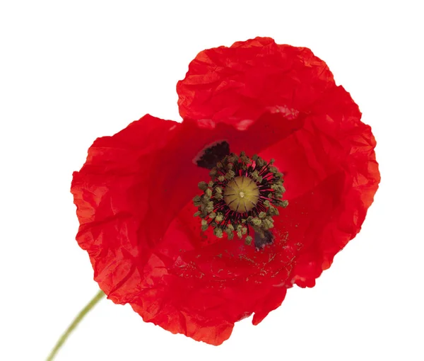 Bright red poppy isolated on white — Stock Photo, Image