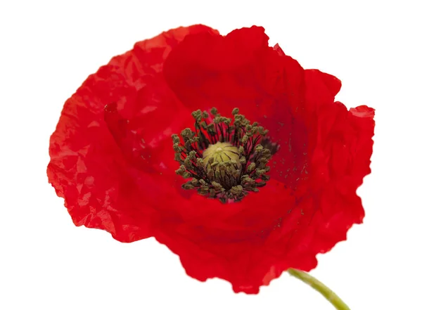 Bright red poppy isolated on white — Stock Photo, Image