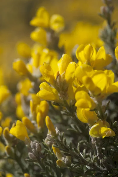 Flora von gran canaria - genista microphylla — Stockfoto