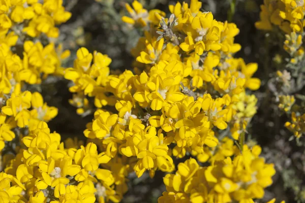 Flora z Gran Canaria - Genista microphylla — Stock fotografie