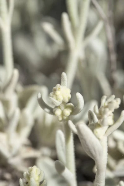 Flore de Gran Canaria - Sideritis dasygnaphala — Photo