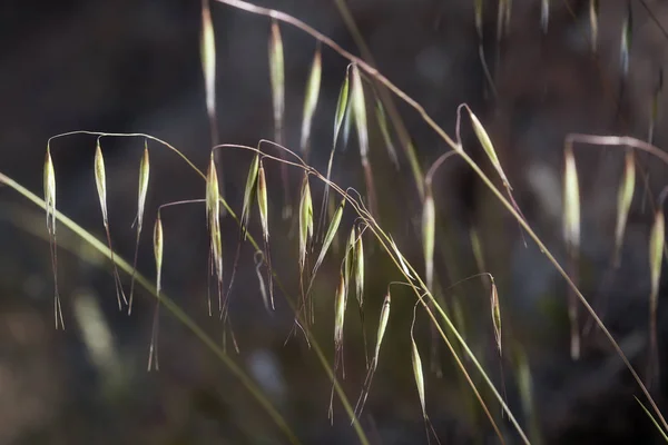 野生燕麦花卉背景 — 图库照片